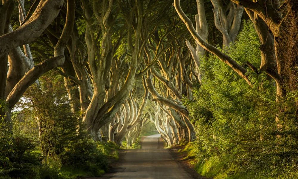 Η Ιρλανδία καταστρέφει το Dark Hedges: Kόβει τα διάσημα αιωνόβια δέντρα του Game Of Thrones